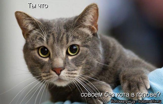 4743317_kotomatritsa_g (660x424, 44Kb)
