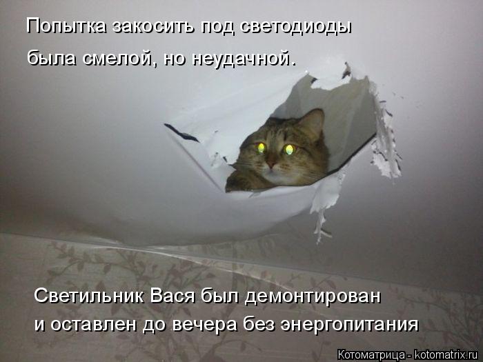 4743317_kotomatritsa_l (700x525, 44Kb)