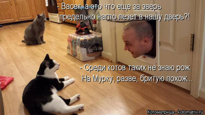 kotomatritsa_g (700x392, 277Kb)