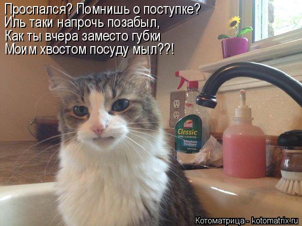 kotomatritsa_n (1) (595x446, 204Kb)