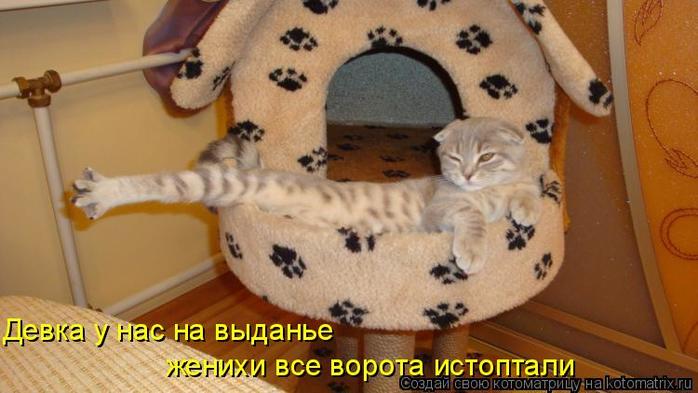 4743317_kotomatritsa_8y (700x393, 44Kb)