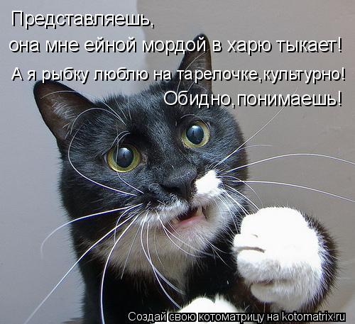 4743317_kotomatritsa_cC (500x457, 49Kb)
