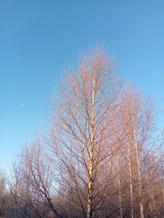 IMG_20201207_093117_997 (525x700, 571Kb)