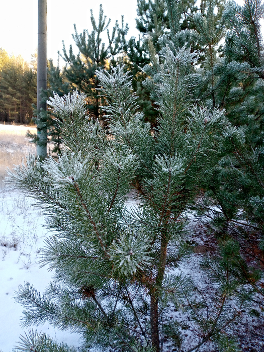 IMG_20201207_115854_077 (525x700, 631Kb)