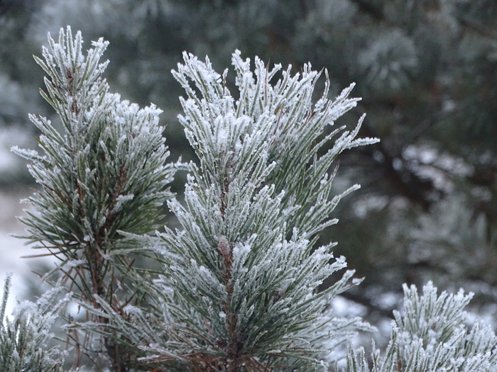DSC00446 (700x525, 454Kb)