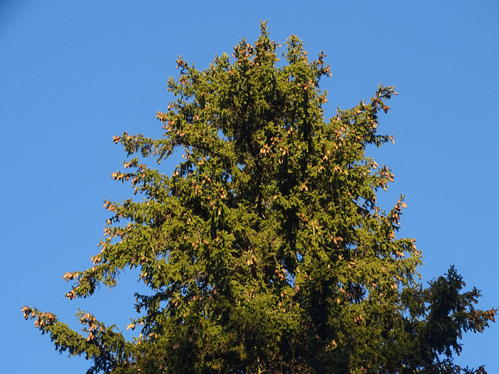 DSC00453 (700x525, 524Kb)
