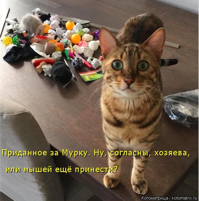 4743317_kotomatritsa_F (692x700, 71Kb)
