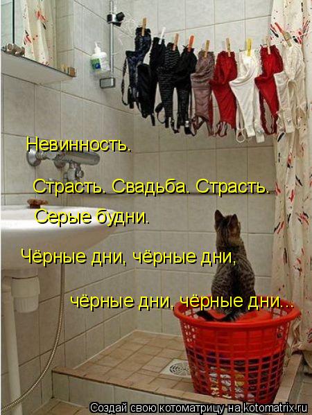 4743317_kotomatritsa_b9 (450x599, 59Kb)