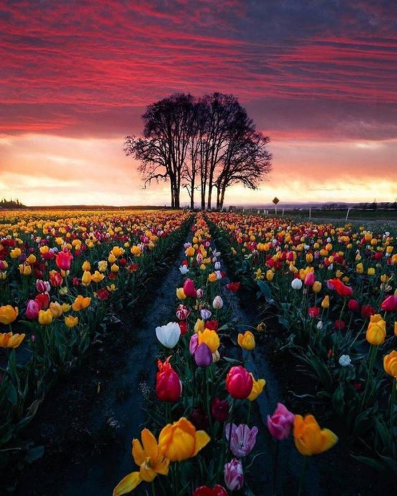 7 (560x700, 437Kb)