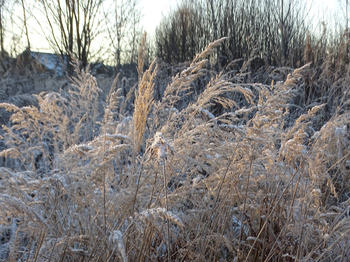 DSC00519 (700x525, 530Kb)