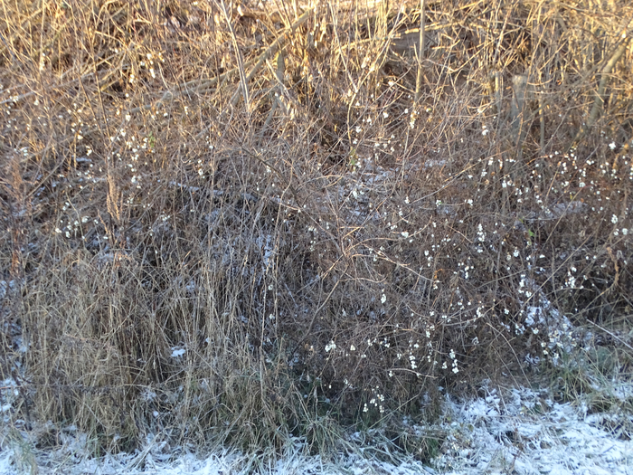 DSC00531 (700x525, 598Kb)