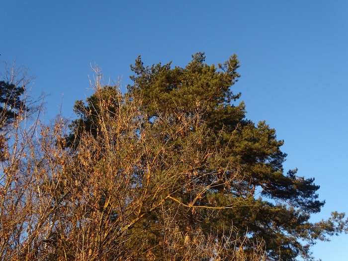 DSC00533 (700x525, 558Kb)