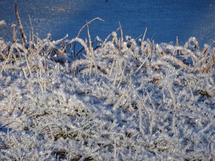 DSC00591 (700x525, 517Kb)