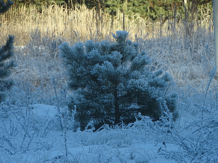 DSC00606 (700x525, 501Kb)