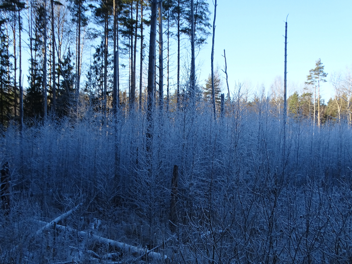 DSC00615 (700x525, 545Kb)