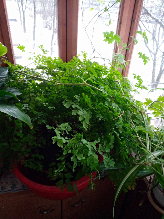 IMG_20201219_150449_953 (525x700, 495Kb)