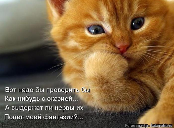 4743317_kotomatritsa_AV (700x514, 55Kb)