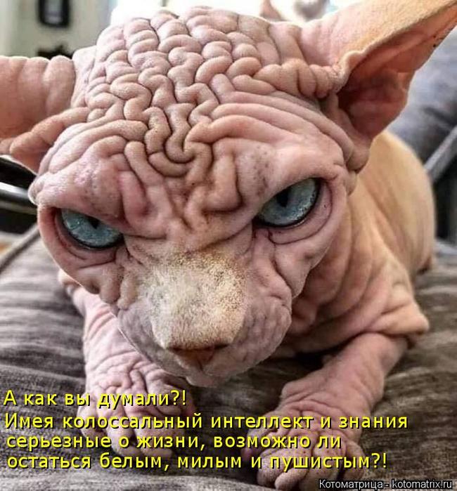 4743317_kotomatritsa_d (650x700, 81Kb)