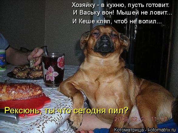 4743317_kotomatritsa_J (586x439, 60Kb)