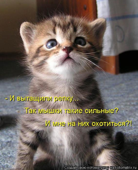 4743317_kotomatritsa_1 (566x700, 64Kb)