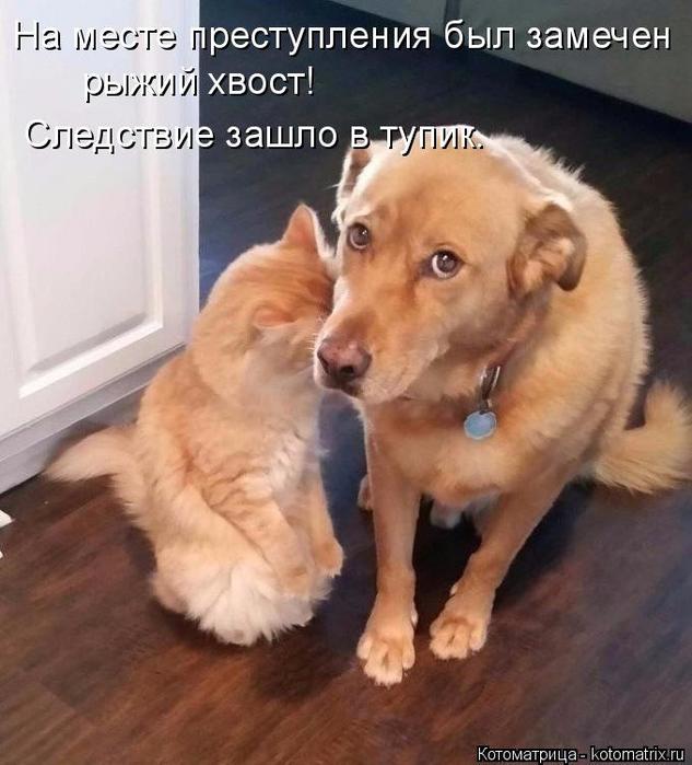 4743317_kotomatritsa_N (633x700, 54Kb)