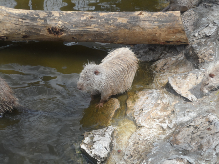 SAM_3733 (700x525, 419Kb)