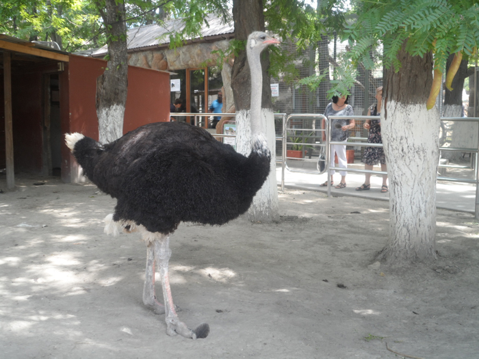 SAM_3752 (700x525, 376Kb)