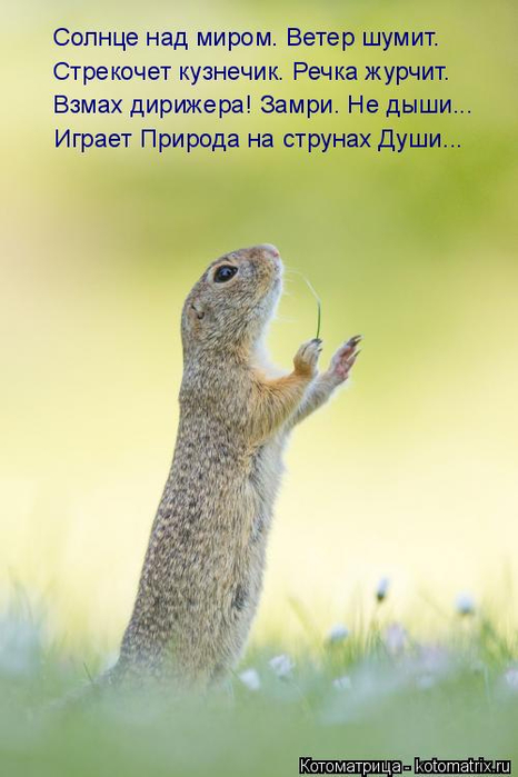 kotomatritsa_a (466x700, 229Kb)