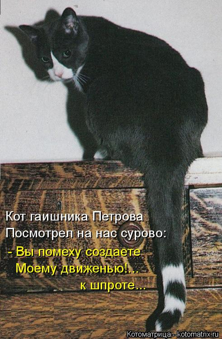 kotomatritsa_z (458x700, 349Kb)