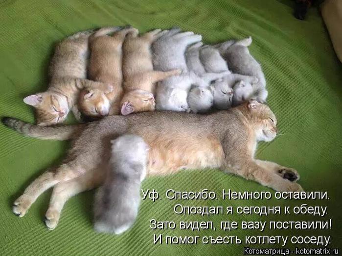 4743317_kotomatritsa_4 (700x522, 67Kb)