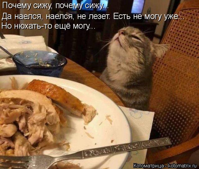 4743317_kotomatritsa_i (640x543, 64Kb)