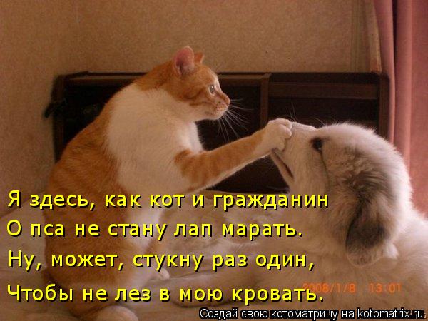 4743317_kotomatritsa_u_1 (600x450, 50Kb)