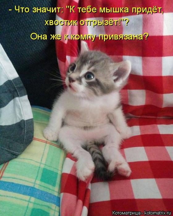4743317_kotomatritsa_i (560x700, 57Kb)