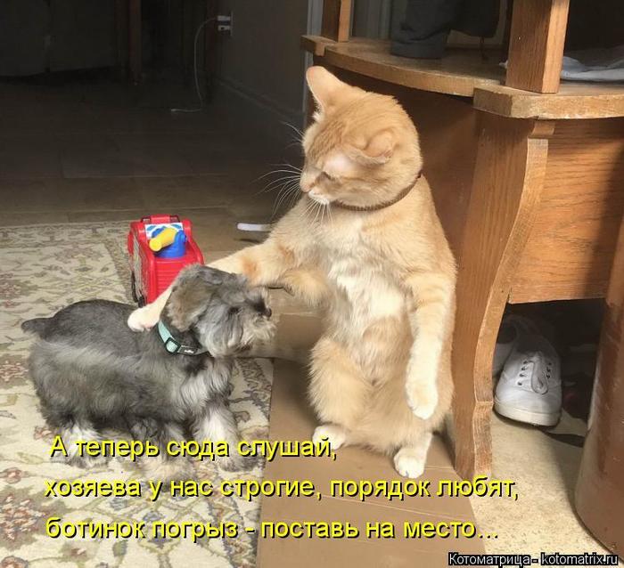 4743317_kotomatritsa_R (700x638, 71Kb)