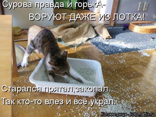 4743317_kotomatritsa_9 (600x450, 76Kb)