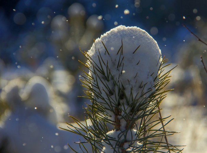 1863153_IMG_8234 (700x517, 239Kb)