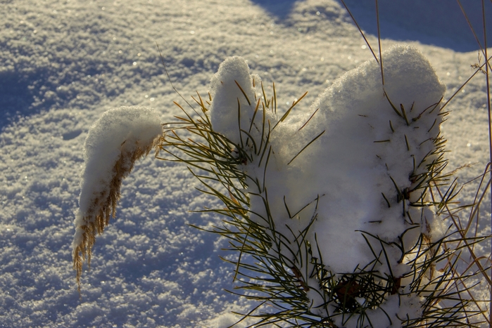 1863153_IMG_8235 (700x467, 288Kb)