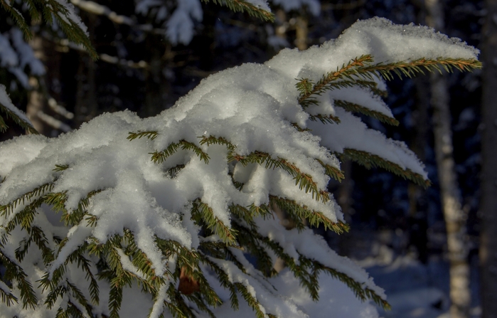 1863153_IMG_8241 (700x447, 222Kb)
