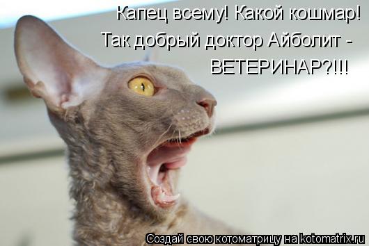 4743317_kotomatritsa_4 (530x354, 28Kb)