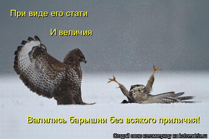 4743317_kotomatritsa_H (700x467, 52Kb)