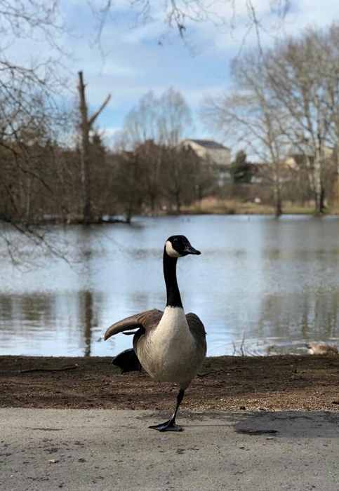 IMG-20190306-WA0006-1 (483x700, 224Kb)