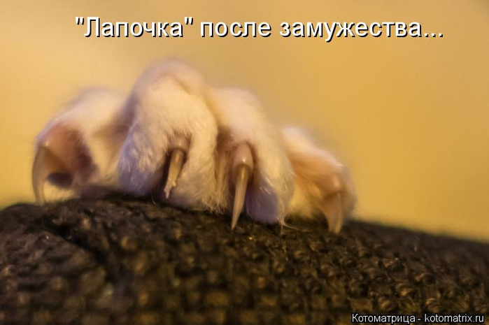 kotomatritsa_Jk (700x465, 231Kb)
