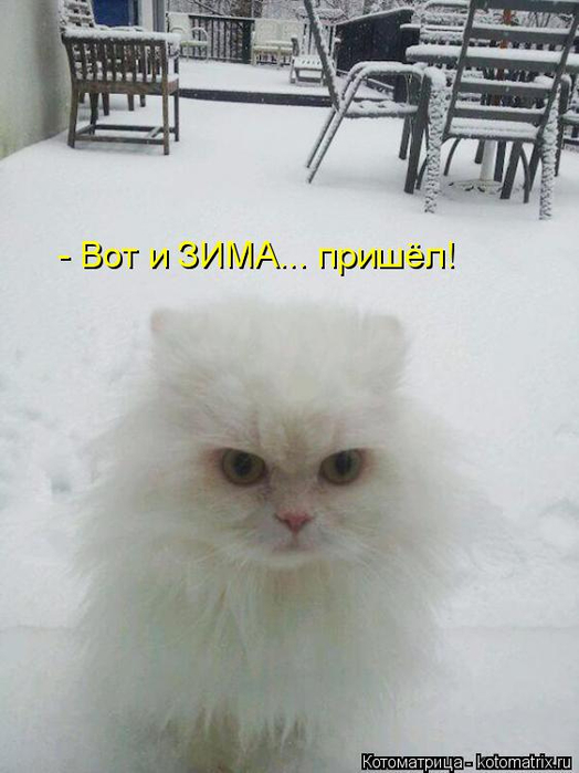 kotomatritsa_P (524x700, 237Kb)