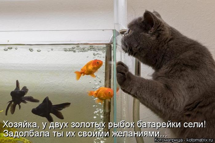 4743317_kotomatritsa_HN (700x466, 51Kb)