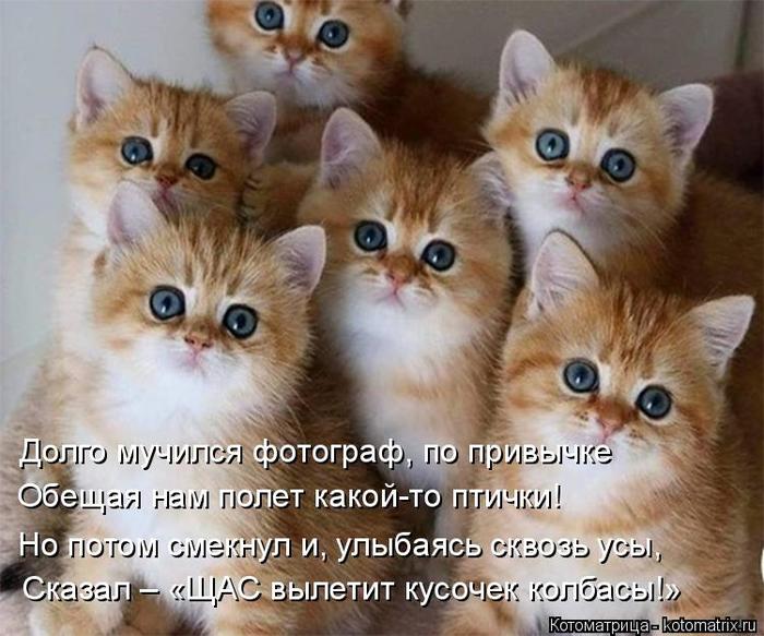 4743317_kotomatritsa_UL (700x583, 68Kb)