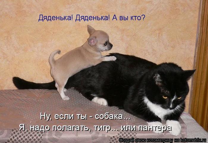4743317_kotomatritsa_Xf (700x482, 57Kb)