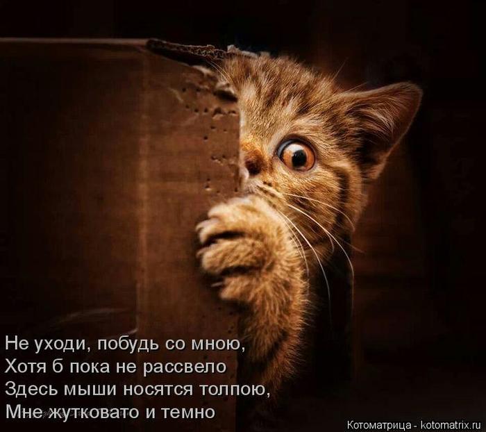 4743317_kotomatritsa_Pw_1_ (700x622, 48Kb)