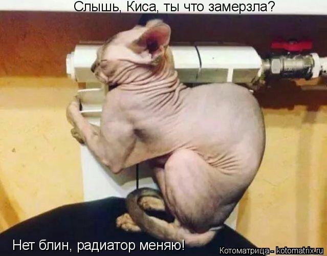 4743317_kotomatritsa_x (639x500, 41Kb)