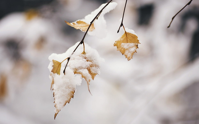 winter-snow-leaves-cold-wallpaper-preview (700x437, 185Kb)