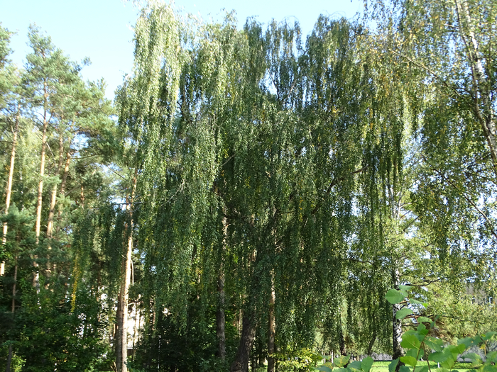 DSC00003 (700x525, 651Kb)